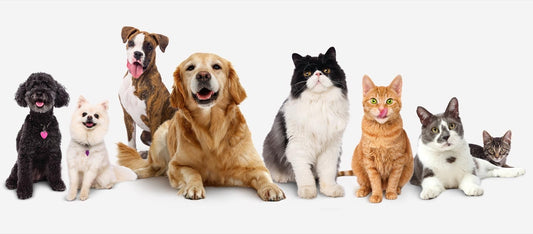 Pets